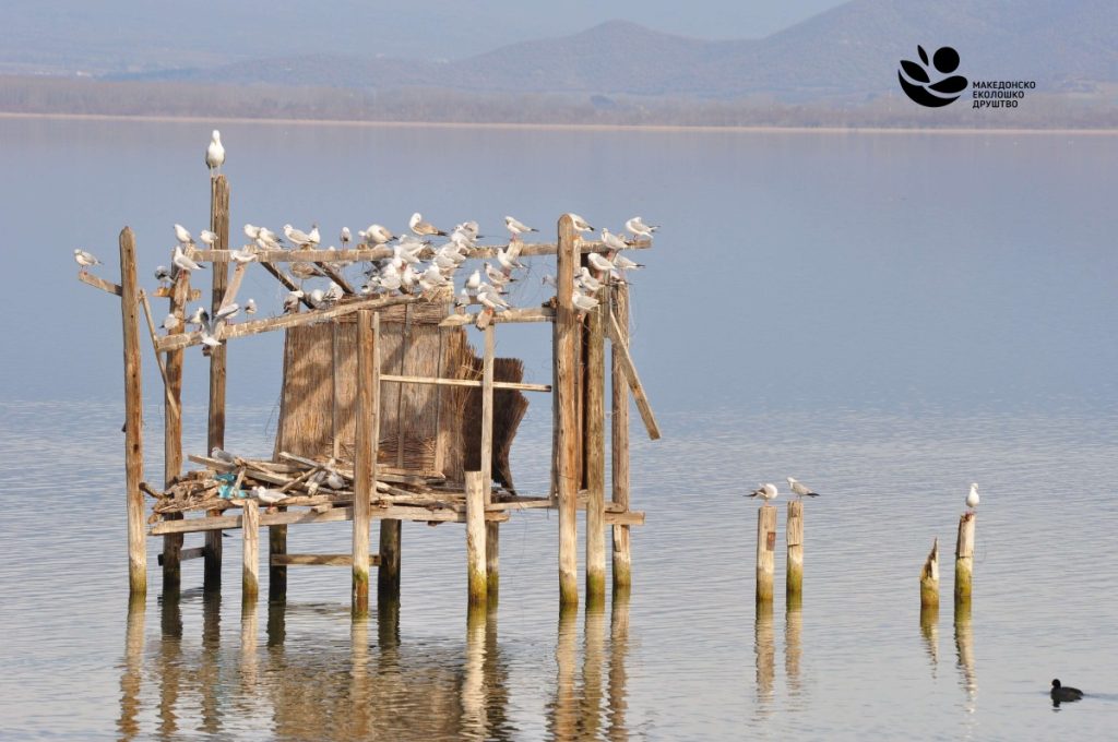 птици во Преспа